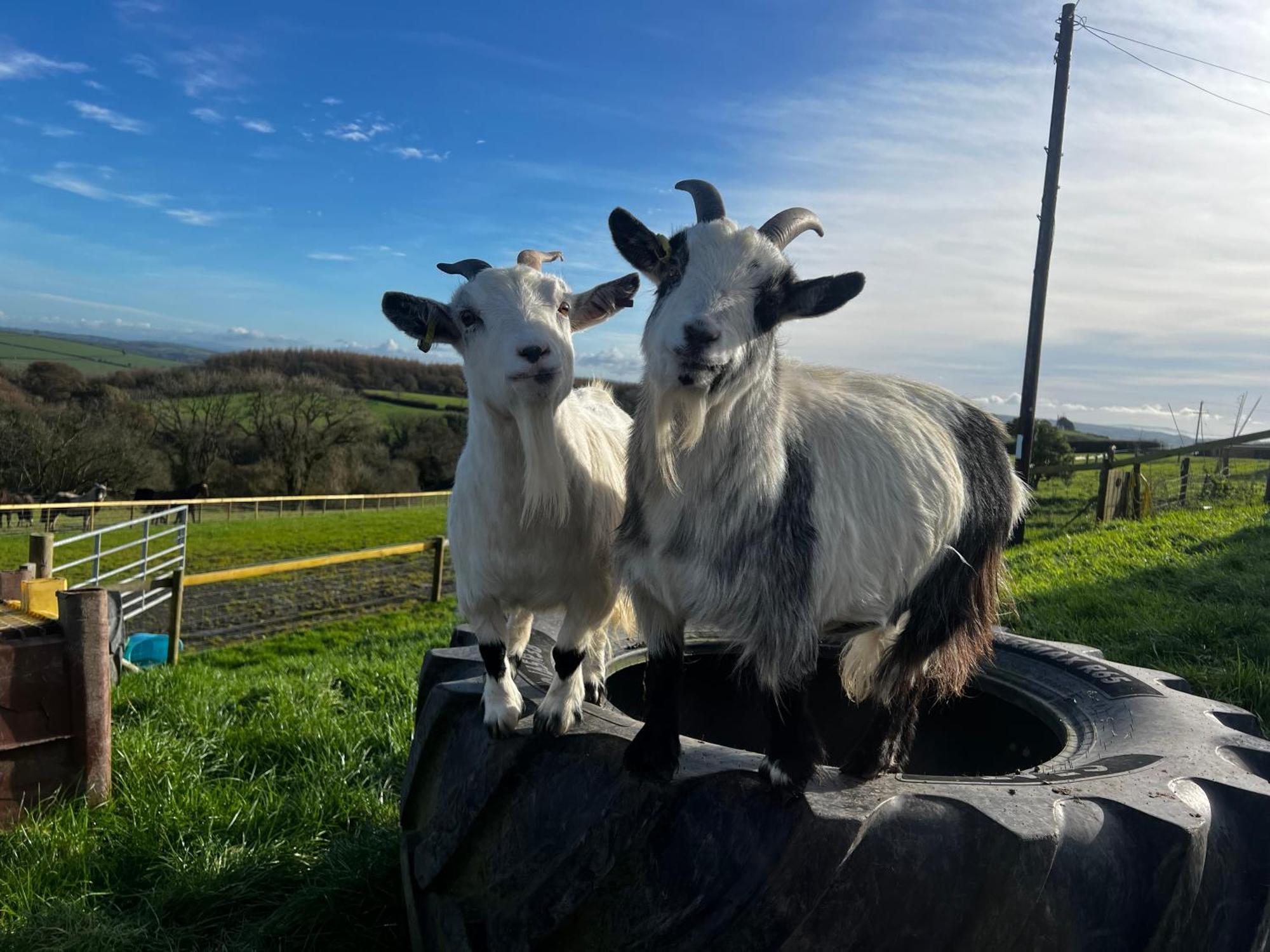 2 Bedroom Holiday Home In The Heart Of West Wales セント・クリアーズ エクステリア 写真